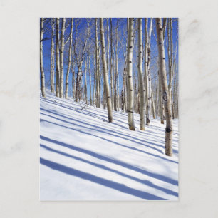 Carte Postale États-Unis, Utah, forêt nationale de Dixie, Aspen
