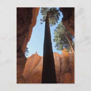 Carte Postale États-Unis, Utah, Parc national de Bryce Canyon. H