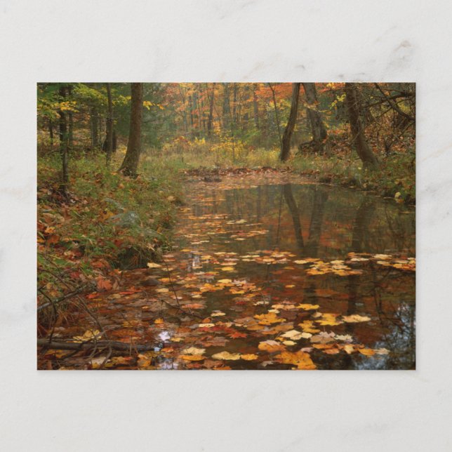 Carte Postale États-Unis, Virginie, Automne Dans Douthat State P (Devant)