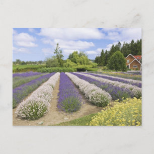 Carte Postale États-Unis, WA, Sequim, Purple Haze Lavender Farm