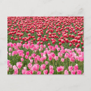 Carte Postale États-Unis, Washington. Champ de tulipes multicolo