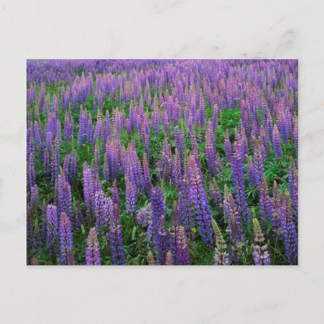 Carte Postale États-Unis, Washington, Comté de Clallam, Lupine (Devant)
