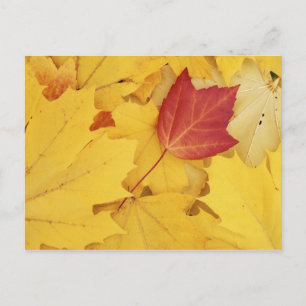 Carte Postale États-Unis, Washington, Finch Arboretum, Rouge et