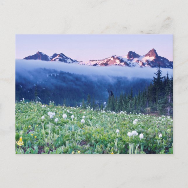 Carte Postale États-Unis, Washington, Mt. Parc national Rainier  (Devant)