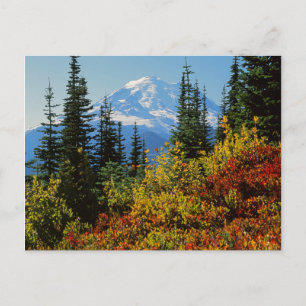 Carte Postale États-Unis, Washington, Mt. Rainier National Park
