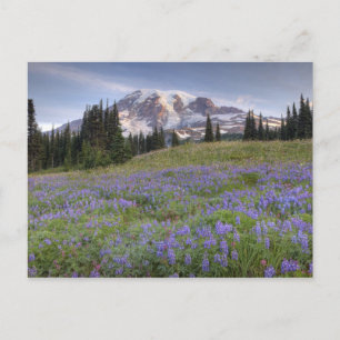 Carte Postale États-Unis, Washington, Mt. Rainier NP, Mt. Rainie