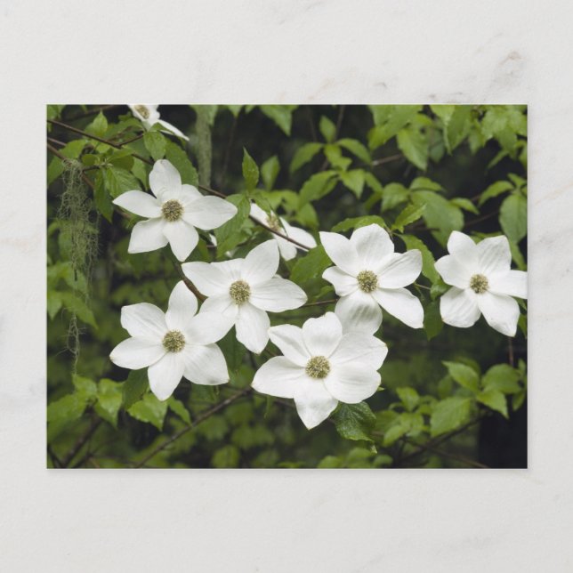 Carte Postale États-Unis, Washington, Pacific Dogwood, Cornus (Devant)