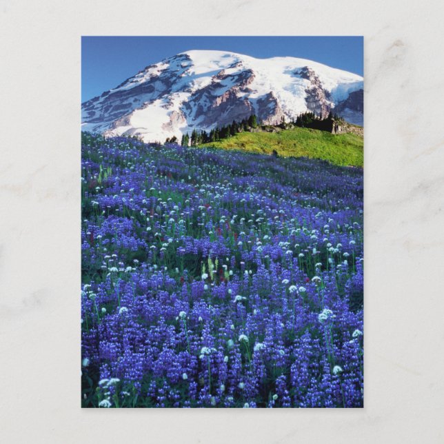 Carte Postale États-Unis, Washington, Parc national du Mont Rain (Devant)