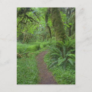 Carte Postale États-Unis, Washington, Parc national olympique,