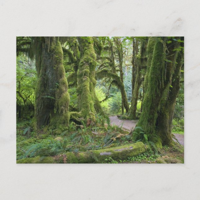 Carte Postale États-Unis, Washington, Parc National Olympique, H (Devant)