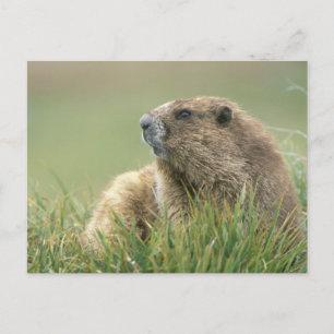 Carte Postale États-Unis, Washington, Parc national Olympique, M