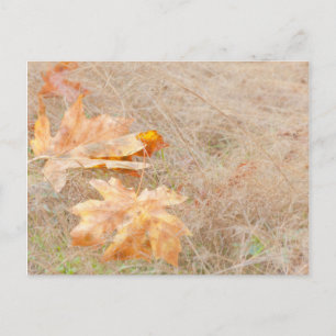Carte Postale États-Unis, Washington, Quinault. Feuilles d'érabl