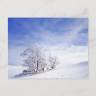 Carte Postale États-Unis, Washington, région de Palouse, noir gi