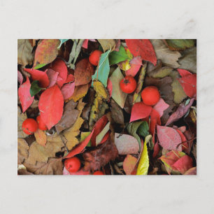 Carte Postale États-Unis, Washington, Spokane Co., Hawthorn Feui