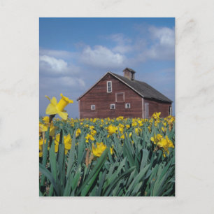 Carte Postale États-Unis, Washington, vallée de Skagit. Champ de