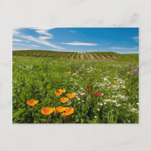 Carte Postale États-Unis, Washington, Walla Walla. Fleurs sauvag