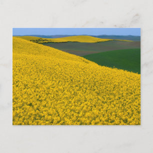 Carte Postale États-Unis, Washington, Whitman County, Palouse, C