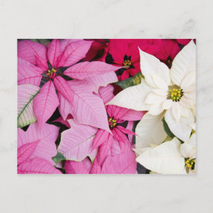 Carte Postale États-Unis, Washington, Woodinville, Molbak's Nurs