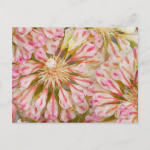 Carte Postale États-Unis, Wyoming, Gros plan du fleur sauvage de