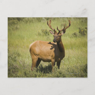 Carte Postale États-Unis, Wyoming, Parc national de Yellowstone,