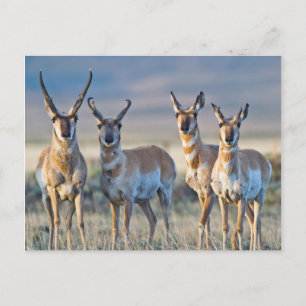 Carte Postale Etats-Unis, Wyoming, quatre dollars d'antilope Pro