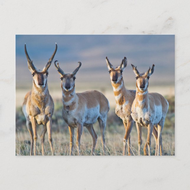 Carte Postale Etats-Unis, Wyoming, quatre dollars d'antilope Pro (Devant)