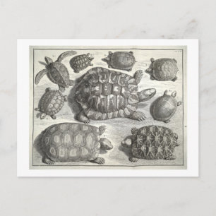Carte Postale Etching de tortue vintage