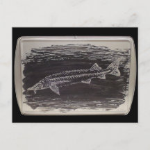 Etching - Esturgeon Sterlet