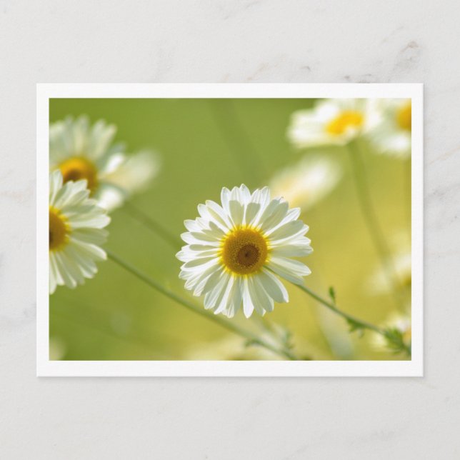 Carte postale été (Devant)