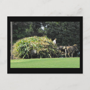 Carte Postale ~ Été dans le comté de Lancaster ~ 57
