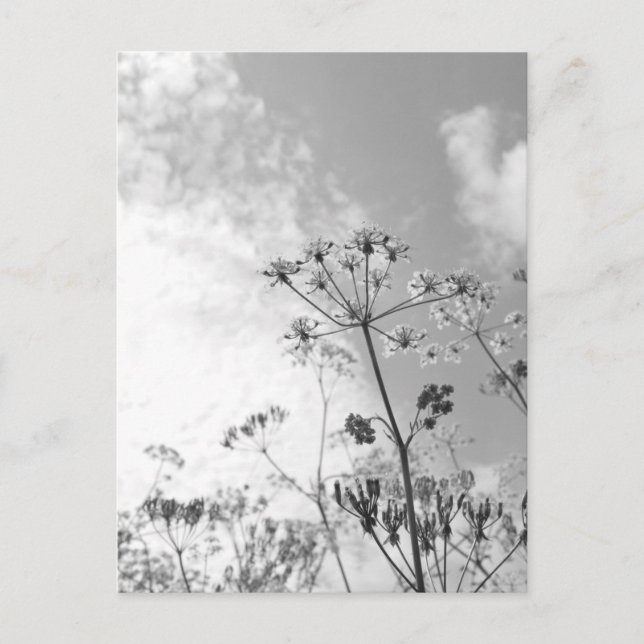 Carte Postale Été de fleurs sauvages (Devant)