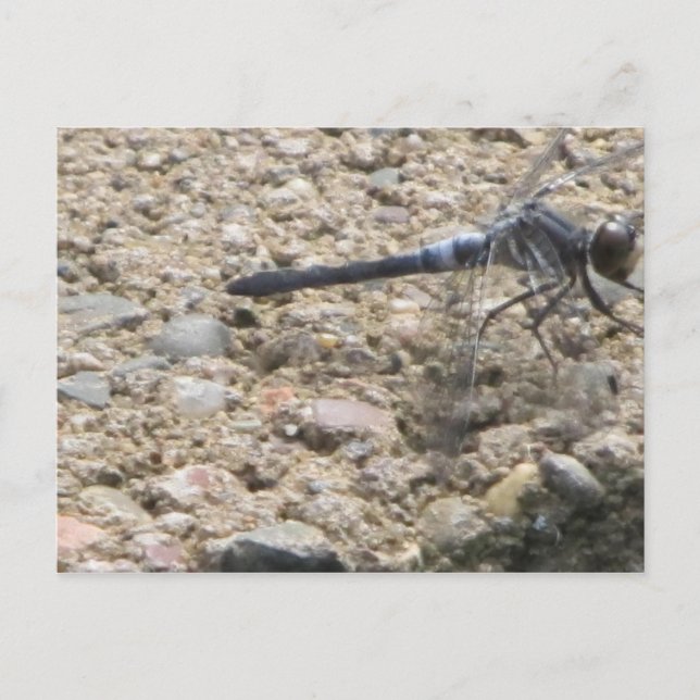 Carte Postale Été de vie (Devant)