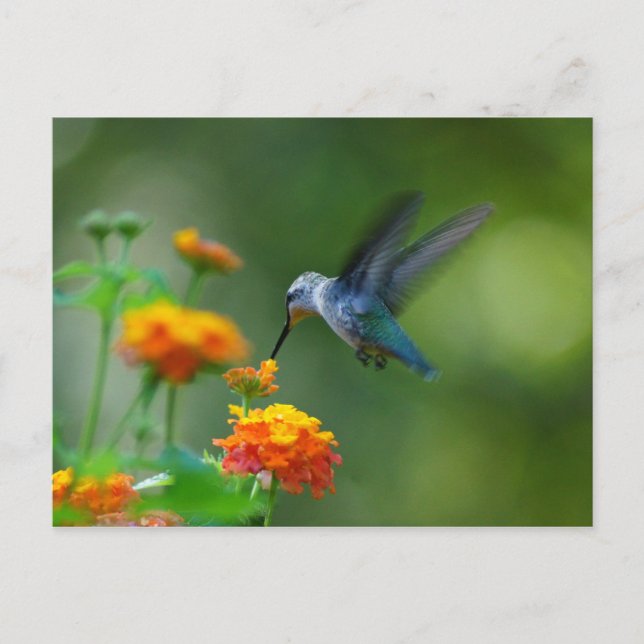 Carte Postale Été Hummer ! (Devant)