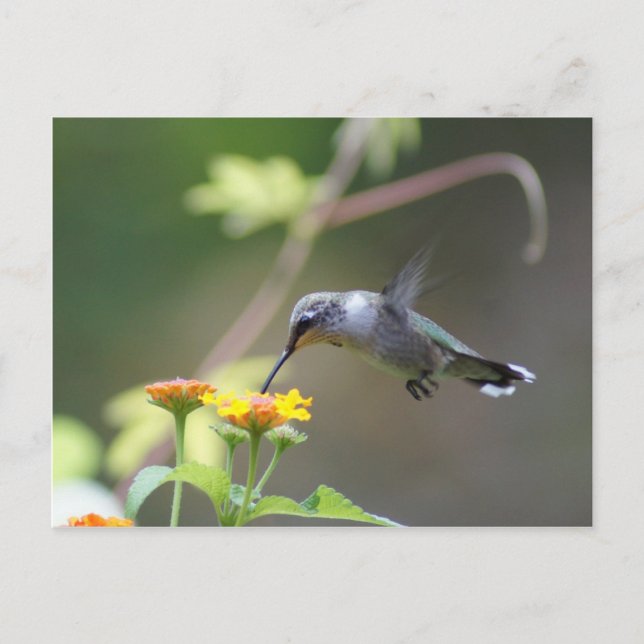 Carte Postale Été Hummer (Devant)