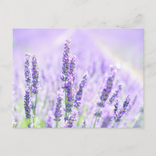 Carte Postale Été Lavande 