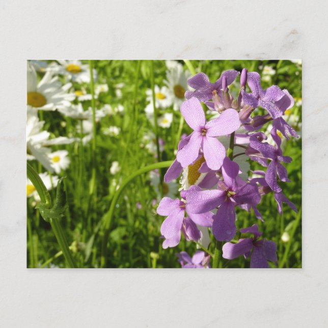 Carte Postale Été Lilac et marguerites (Devant)