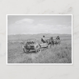 Carte Postale Étendeur de fumier