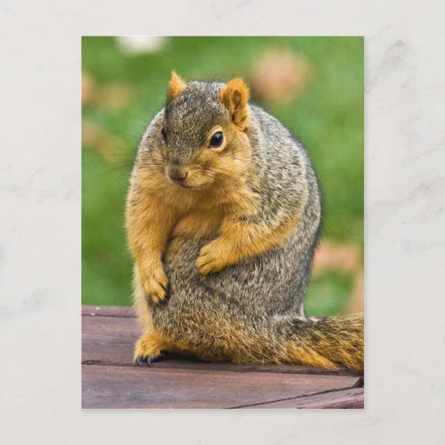 Carte Postale Étendue (Devant)