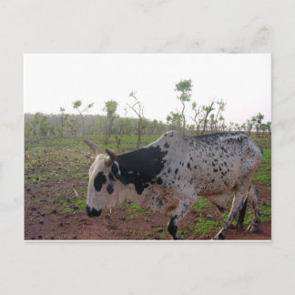 Carte postale éthiopienne de vache à Brahman