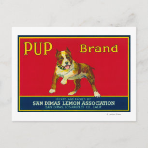 Carte Postale Étiquette Citron Pup San Dimas, CA