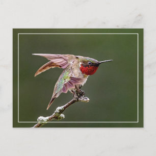 Carte Postale Étiquettes de colibri