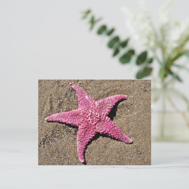 Carte Postale Étoile de mer rose (Debout devant)