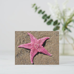 Carte Postale Étoile de mer rose