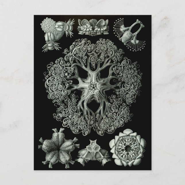 Carte Postale étoiles (Devant)