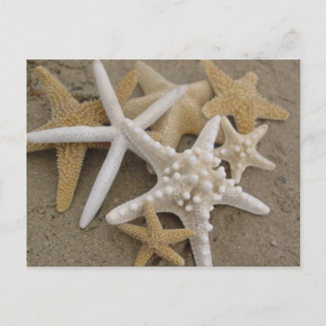 Carte Postale Etoiles de mer (Devant)