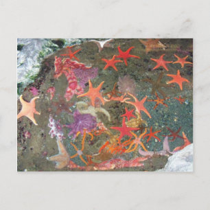 Carte Postale Etoiles de mer colorées