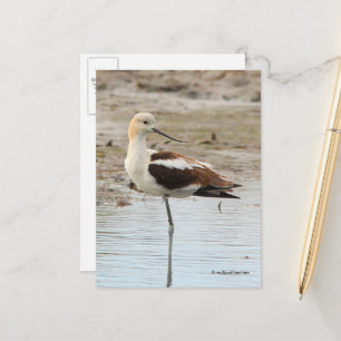Carte Postale Étonnant oiseau à pattes à la plage américain Avoc