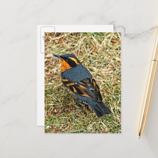 Carte Postale Étonnant oiseau-chanteur à grive variée sur la pel (Devant/Arrière en situation)