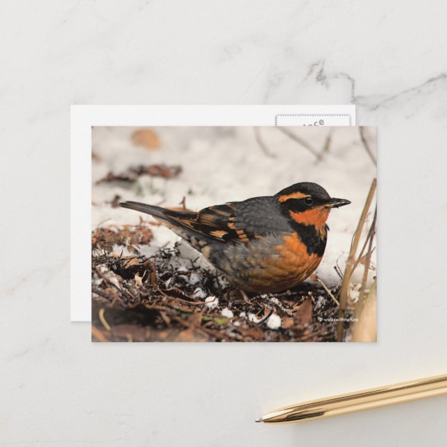 Carte Postale Étonnant oiseau-chanteur à la grive variée dans la (Devant/Arrière en situation)