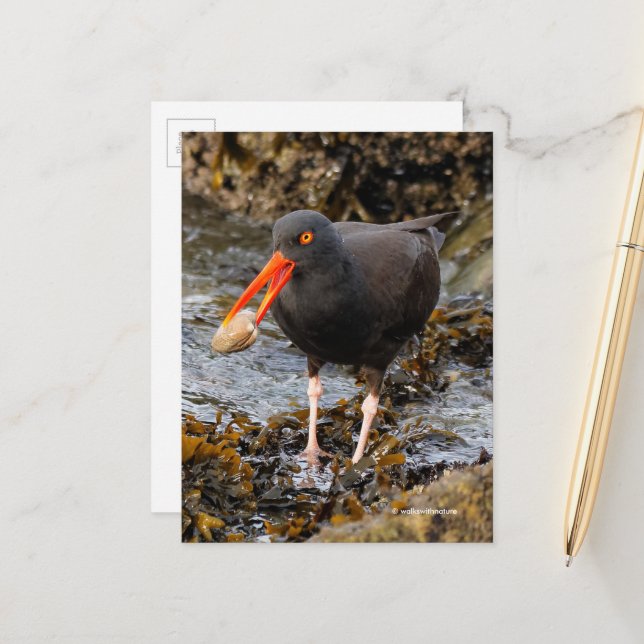 Carte Postale Étonnant oiseau de rivage noir à l'huître avec écu (Devant/Arrière en situation)